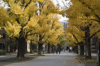 Ginkgo street in autumn